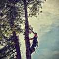 Tree Care Services in Grant, WV: Supporting Healthy Rural Landscapes and Dairy Farming Properties