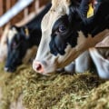 Ensuring Cow Health and Well-Being in Dairy Farming