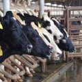 Debunking Myths: Understanding Dairy Farming and Cow Treatment