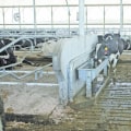 Ensuring Clean Water Access for Dairy Cows: Best Practices in Dairy Farming