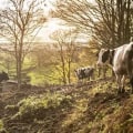 The Impact of Climate and Weather on Dairy Farming Operations