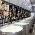 Understanding the Milking Process on a Dairy Farm