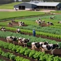 The Role of Dairy Farmers in Promoting Sustainable Agriculture Practices