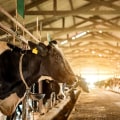 Understanding the Nutritional Needs of Dairy Cows in Modern Dairy Farming