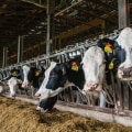 How Dairy Farms Enrich Their Local Communities