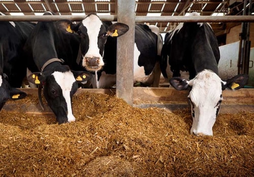 Staying Ahead in Dairy Farming: How Farmers Keep Up with Industry Trends and Advancements