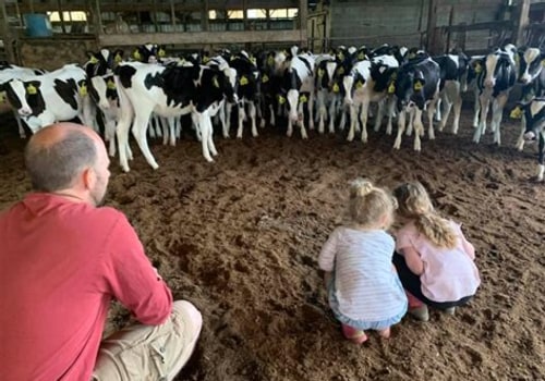 Debunking Myths: Understanding Dairy Farming and Its Realities