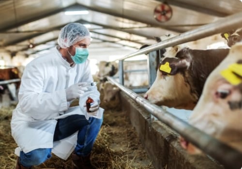 Effective Strategies for Disease Prevention and Treatment in Dairy Farming