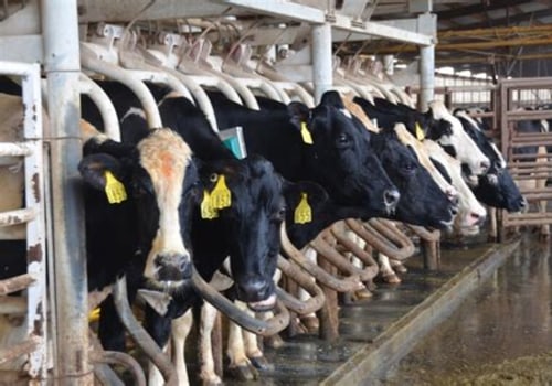 Debunking Myths: Understanding Dairy Farming and Cow Treatment