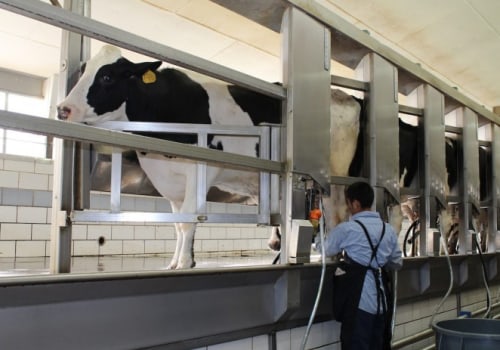Understanding the Differences Between Organic and Conventional Dairy Farming