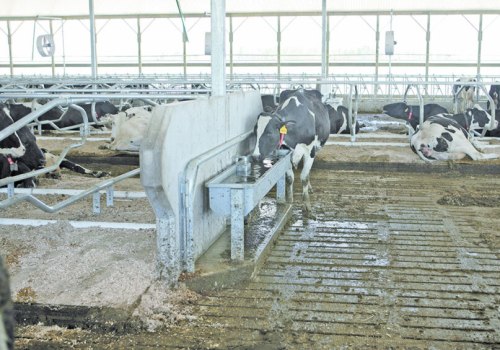 Ensuring Clean Water Access for Dairy Cows: Best Practices in Dairy Farming