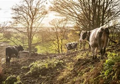 The Impact of Climate and Weather on Dairy Farming Operations