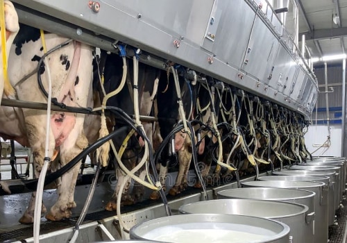 Understanding the Milking Process on a Dairy Farm