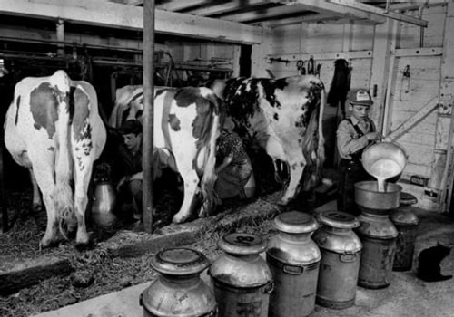 The Evolution of Dairy Farming in the United States: A Historical Perspective