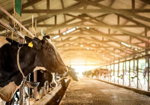 Understanding the Nutritional Needs of Dairy Cows in Modern Dairy Farming