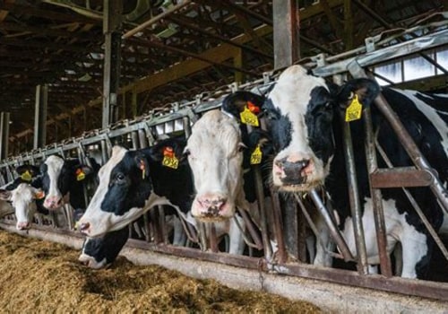 How Dairy Farms Enrich Their Local Communities